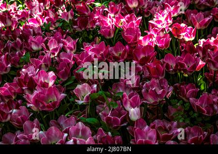 Hintergrund blühender schöner rosa Tulpen auf langen Stielen, die im Schatten auf dem Rasen wachsen. Stockfoto