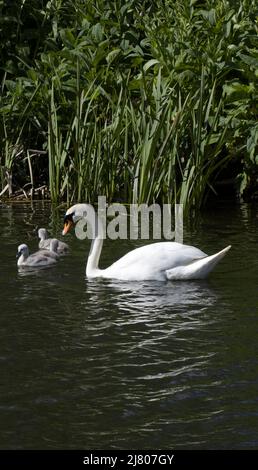 Schwanenfamilie Schwan und Cygnets River Stort Harlow Essex Stockfoto