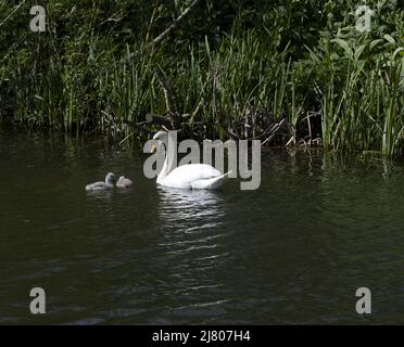 Schwanenfamilie Schwan und Cygnets River Stort Harlow Essex Stockfoto