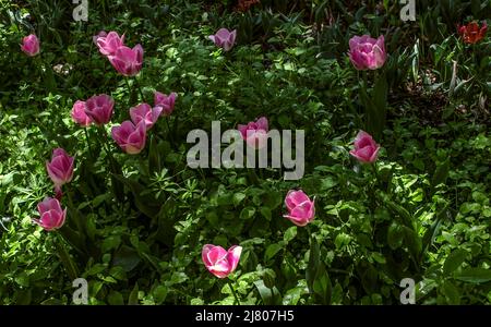 Auf dem Rasen im Schatten in den dichten Gestrüppen des Grases, haben sich die Knospen der zarten rosa Tulpen auf den langen Stielen ausgeblüht Stockfoto