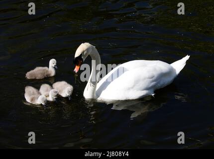 Schwanenfamilie Schwan und Cygnets River Stort Harlow Essex Stockfoto