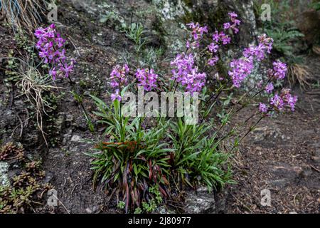 Die abwechslungsreiche Route über den Vogelbergsteig zur historischen Burgruine Dürnstein gehört zu den schönsten Wanderrouten der Wachau. Stockfoto