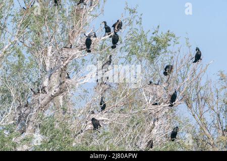 Great Cormorant, Phalacrocorax carbo, mehrere Vögel in Brutkolonie in Bäumen über Wasser, Ultima Frontiera, Rumänien, 27. April 2022 Stockfoto