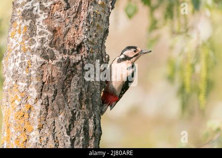 Buntspecht, Dendrocopos major, alleinerziehender Erwachsener auf Baumstamm, Ultima Frontiera, Rumänien, 26. April 2022 Stockfoto