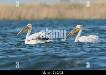 Großer weißer Pelikan, Pelecanus onocrotalus, zwei auf dem Wasser schwimmende Vögel, Ultima Frontiera, Rumänien, 27. April 2022 Stockfoto