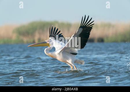 Großer weißer Pelikan, Pelecanus onocrotalus, alleinerziehter Erwachsener im Flug über dem Wasser, Ultima Frontiera, Rumänien, 27. April 2022 Stockfoto