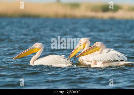 Großer weißer Pelikan, Pelecanus onocrotalus, mehrere auf dem Wasser schwimmende Vögel, Ultima Frontiera, Rumänien, 27. April 2022 Stockfoto