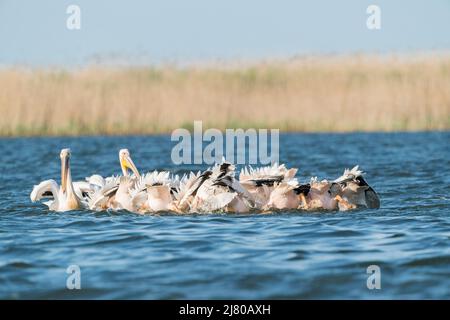 Großer weißer Pelikan, Pelecanus onocrotalus, Gruppe von Vögeln, die synchronisierte Fischerei durchführen, Ultima Frontiera, Rumänien, 27. April 2022 Stockfoto