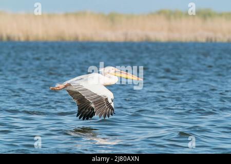 Großer weißer Pelikan, Pelecanus onocrotalus, alleinerziehter Erwachsener im Flug über dem Wasser, Ultima Frontiera, Rumänien, 27. April 2022 Stockfoto