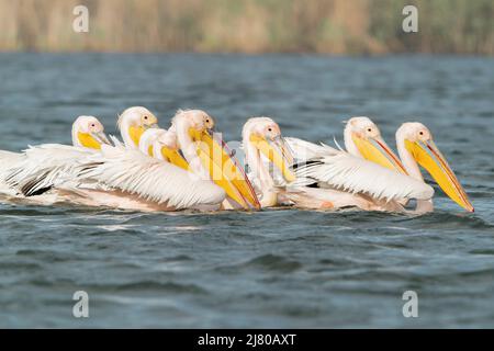 Großer weißer Pelikan, Pelecanus onocrotalus, mehrere auf dem Wasser schwimmende Vögel, Ultima Frontiera, Rumänien, 27. April 2022 Stockfoto