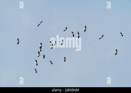 Großer weißer Pelikan, Pelecanus onocrotalus Vogelschwarm, der gegen einen blauen Himmel fliegt, Ultima Frontiera, Rumänien, 27. April 2022 Stockfoto