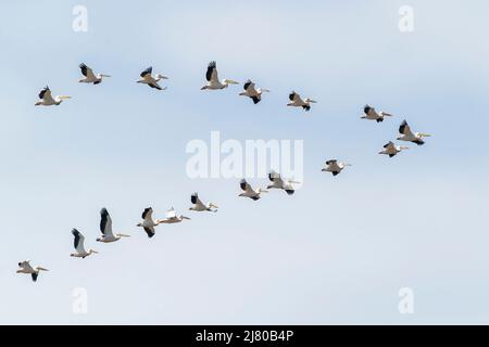 Großer weißer Pelikan, Pelecanus onocrotalus Vogelschwarm, der gegen einen blauen Himmel fliegt, Ultima Frontiera, Rumänien, 27. April 2022 Stockfoto