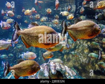 Nahaufnahme von Piranha-Fischen, die in einem Aquarium schwimmen Stockfoto