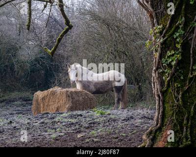 Weißes und graues Pferd, das im Winter auf einem Feld steht, Chauray, Deux-Sevres, Frankreich Stockfoto