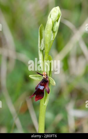 Fly Orchid - Ophrys insectifera, einzelne Blume und Knospen Stockfoto