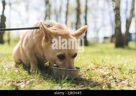 Super niedlichen Hund Trinkwasser aus seiner Schüssel im Park voller Schuss im Freien Haustier Konzept. Hochwertige Fotos Stockfoto