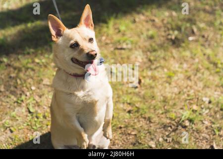 Netter Hund wartet auf einen Befehl von seinem Besitzer Medium voller Schuss außerhalb Haustier Konzept. Hochwertige Fotos Stockfoto
