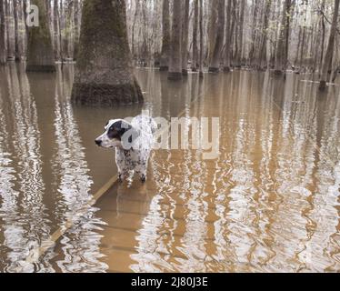 Mein Hund wandert auf einer überfluteten Promenade herum und trotzt Schlangen und Ga Stockfoto