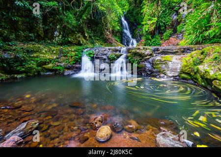 Elabana Falls, Lamington National Park, Queensland, New South Wales, Australien Stockfoto