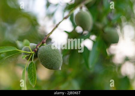 Mandeln. Mandelbäume mit grünen Mandeln hängen an den Ästen in den Parks von Madrid, in Spanien. Europa. Horizontale Fotografie. Stockfoto