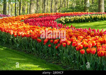 Der Keukenhof Park, auch bekannt als der Garten Europas, ist einer der größten Blumengärten der Welt und liegt in der Gemeinde Lisse in den Niederlanden Stockfoto
