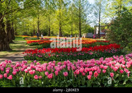 Der Keukenhof Park, auch bekannt als der Garten Europas, ist einer der größten Blumengärten der Welt und liegt in der Gemeinde Lisse in den Niederlanden Stockfoto