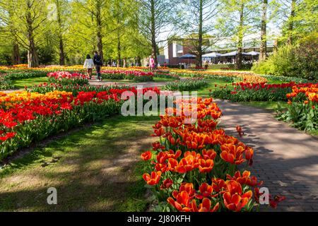 Der Keukenhof Park, auch bekannt als der Garten Europas, ist einer der größten Blumengärten der Welt und liegt in der Gemeinde Lisse in den Niederlanden Stockfoto