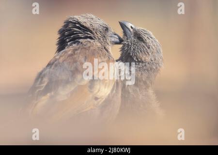 Ein Paar wilder Apostelvögel (Struthidea cinerea), die sich gegenseitig pflegen, Australien Stockfoto