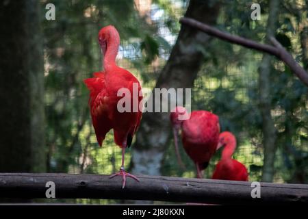 Scharlachrote Ibis, corocoro, corocoro rojo, Corocora, garza roja, Stockfoto