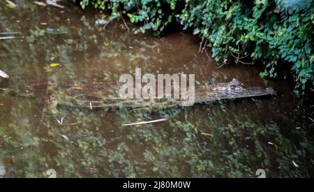 Krokodil im Vogelpark Foz Iguzu Stockfoto