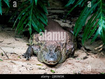 Krokodil im Vogelpark Foz Iguzu Stockfoto