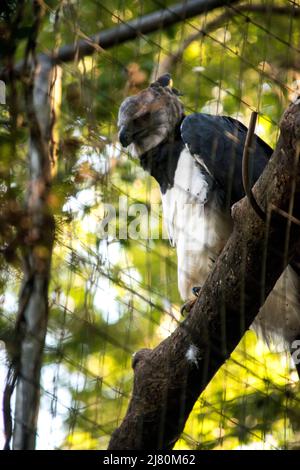 Porträt eines Harpyadlers (harpia harpyja) Stockfoto