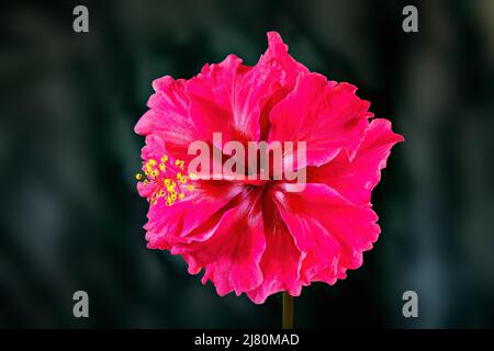 Hibiscus rosa-sinensis, umgangssprachlich als chinesischer Hibiskus, Chinarose, Hawaiiiischer Hibiskus, Rosenmalbe und Schwarzenpflanze bekannt, ist eine tropische Art Stockfoto