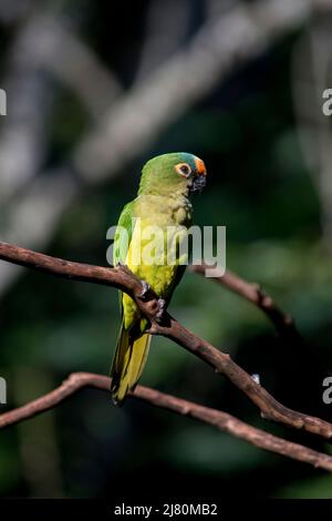 Porträt einer Aratinga mit Garnelenfronten. Eupsittula aurea Stockfoto