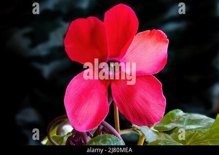 Die rote Blume der Cyclamen persicum-Mühle, Alpinviolett oder das persische Cyclamen, ist eine aus einer Knolle wachsende, blühende krautige Staudenpflanze Stockfoto