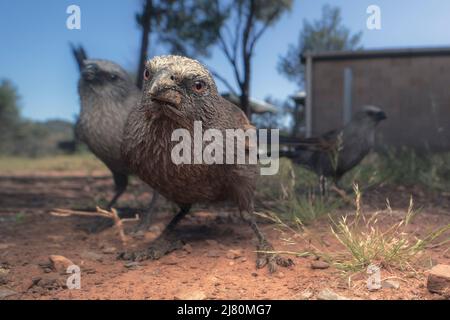 Nahaufnahme von drei wilden Apostelvögeln (Struthidea cinerea) mit Gebäude im Hintergrund, Australien Stockfoto