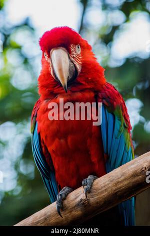 Porträt eines scharlachroten Aras Stockfoto