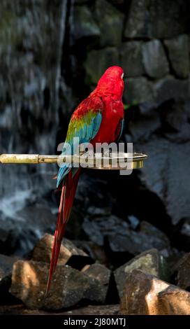 Porträt eines scharlachroten Aras Stockfoto