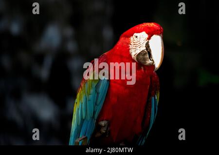 Porträt eines scharlachroten Aras Stockfoto