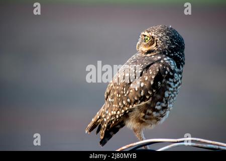 Nahaufnahme einer grassierenden Eule (Athene cunicularia) in Iguazú Stockfoto