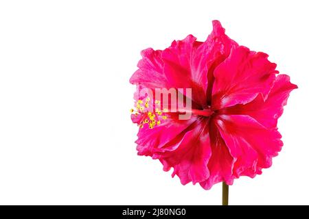 Hibiscus rosa-sinensis, umgangssprachlich bekannt als chinesischer Hibiskus, Chinarose, Hawaiiianischer Hibiskus, Rosenmalbe und Schwarzenpflanze, isoliert auf weißem Rücken Stockfoto