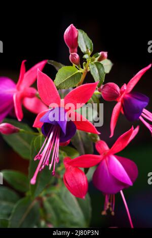Wunderschöne helle Fuchsia-Blüten auf schwarzem Hintergrund Stockfoto