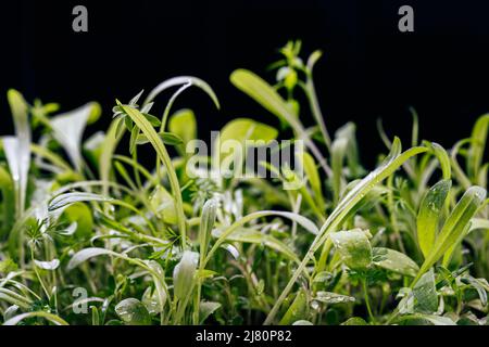Grüne Sommerblume Gras auf schwarzem Hintergrund. Naturkonzept Stockfoto
