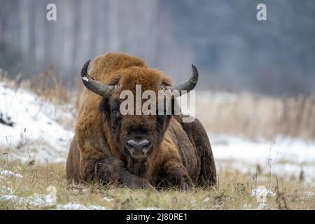 Porträt eines Wisents, der im Winter im Biaowiea-Wald liegt, Polen Stockfoto