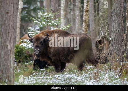 Bison im Winter im Biaowiea-Wald, Polen Stockfoto