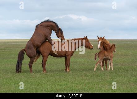 Paarung eines Pferdepaares auf einer grünen Wiese in Anwesenheit von Fohlen Stockfoto