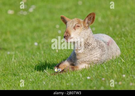 Porträt eines Lammes auf einer Wiese, Ostfriesland, Niedersachsen, Deutschland Stockfoto