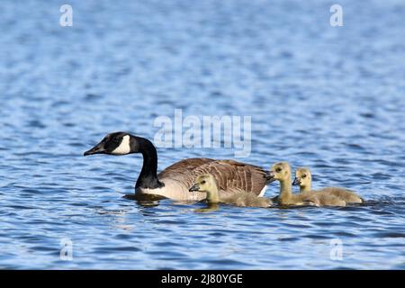 Drei Kanadagänse Branta canadensis-Gänse, die mit den Elterngänsen auf dem See schwimmen Stockfoto
