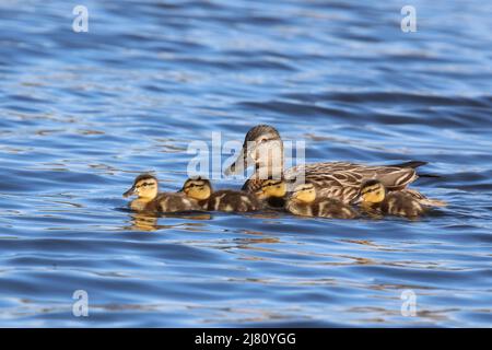 Stockente Anas platyrhynchos schwimmt mit einer Familie von fünf Enten Stockfoto