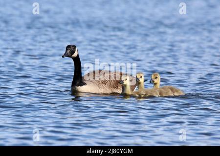 Drei Kanadagänse Branta canadensis-Gänse, die mit den Elterngänsen auf dem See schwimmen Stockfoto